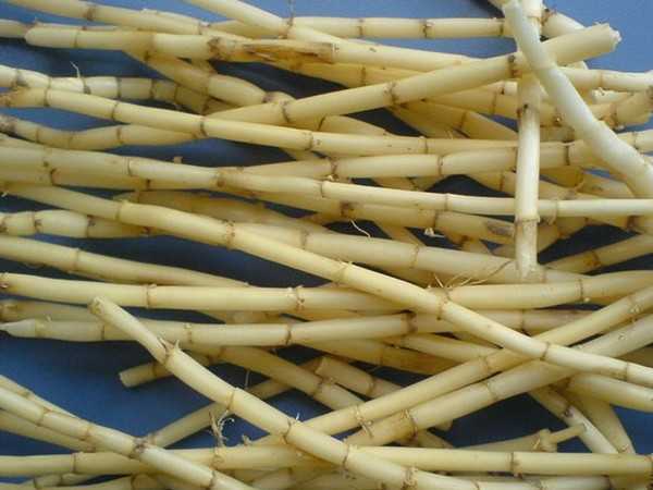 从“贡包茅”到“白茅束兮”：茅草从敬神到娱人、喻人的意象延伸