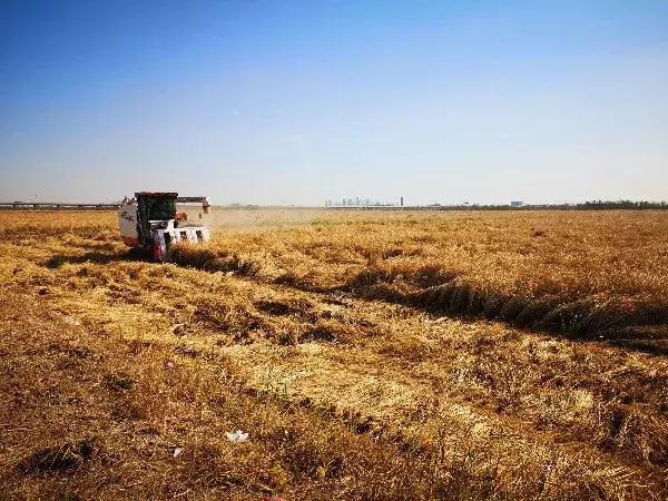 绿色美丽的生态环境,津南绿色生态