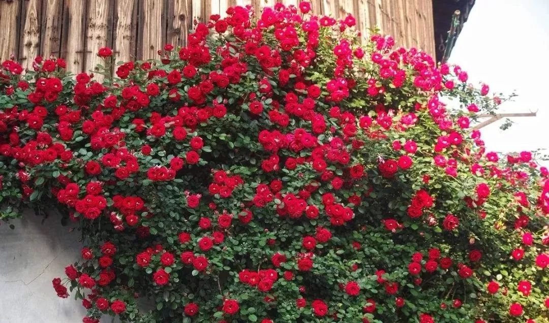 常见的绿篱有哪些至少20种以上,道路绿篱防护知识