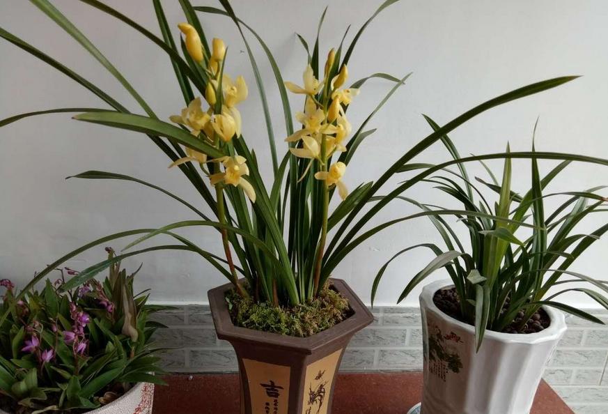 建兰不开花怎么办,建兰花期推迟的原因