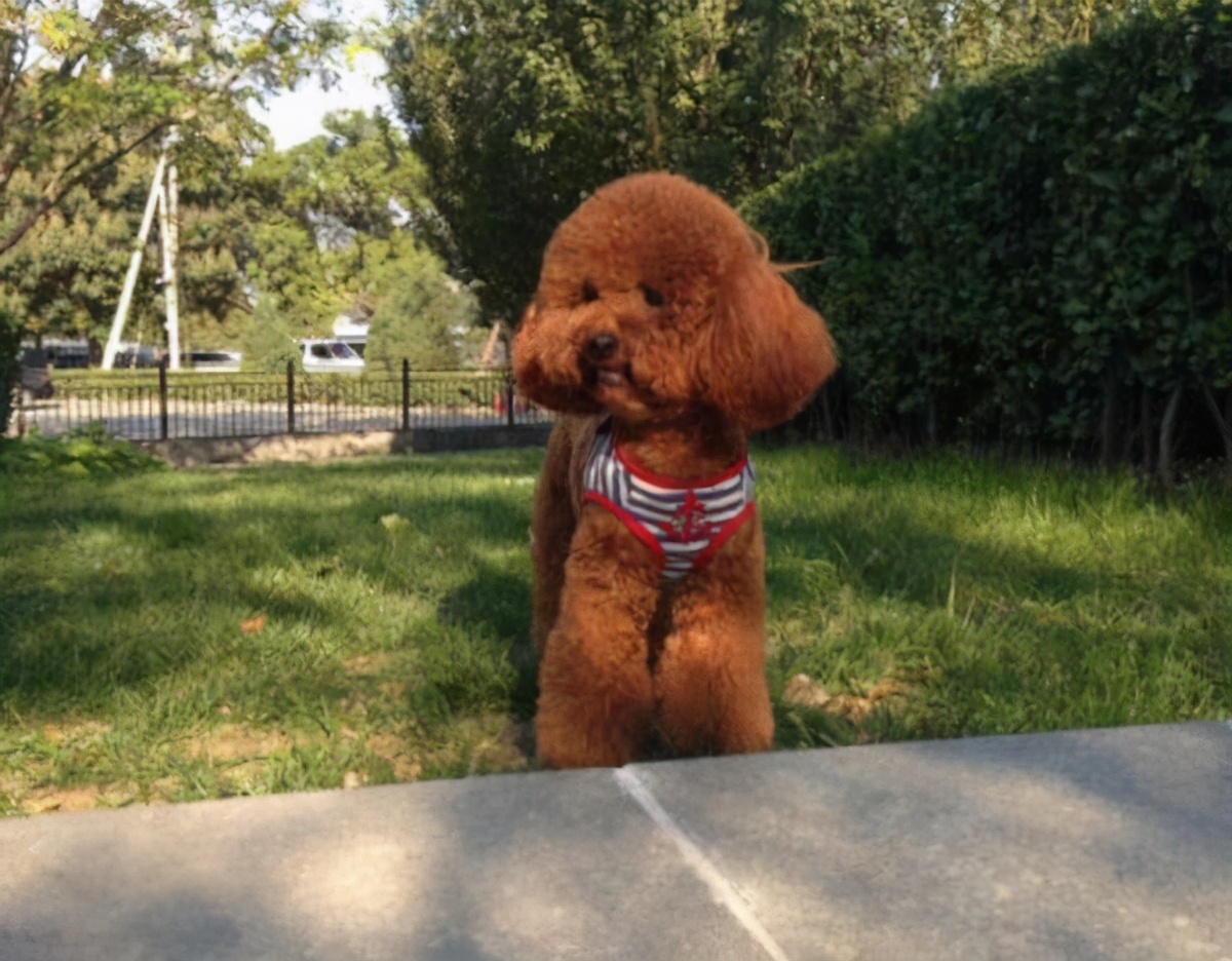 泰迪换主人要多久才会认定新主人,泰迪换毛期的样子