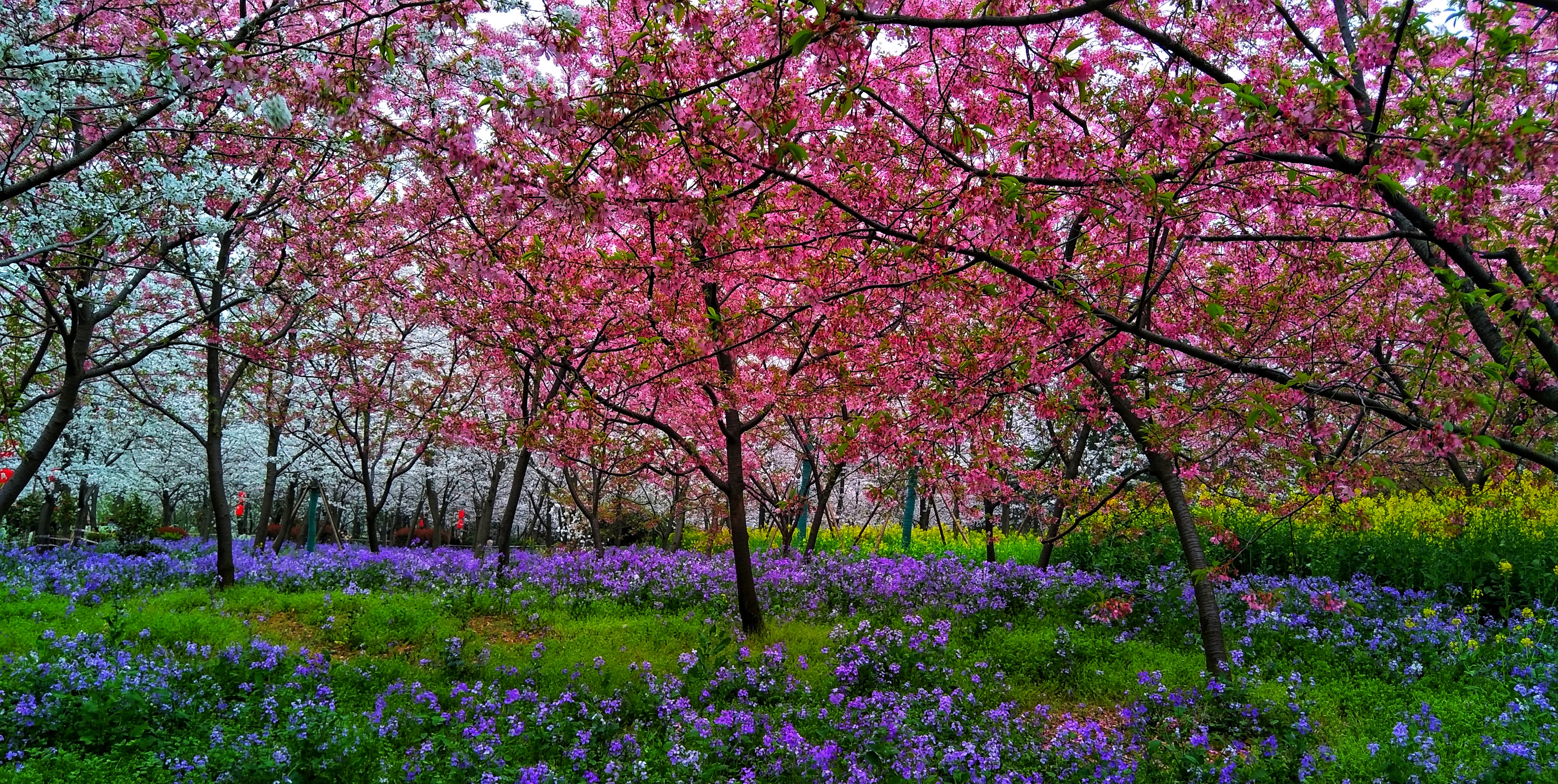 武汉赏樱之旅,武汉东湖樱园赏樱