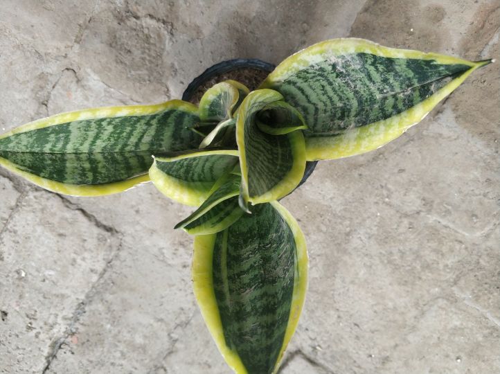 绿植冻伤怎么修剪,绿植冻伤后救治药物