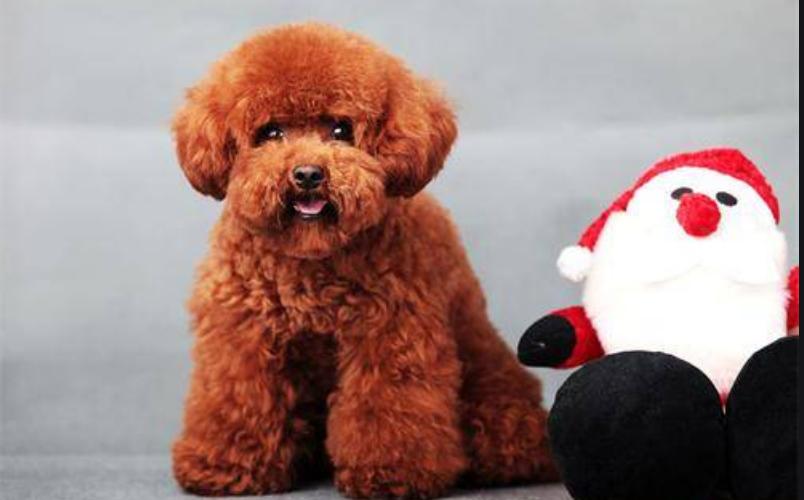 泰迪慢性肾衰竭肚子会红吗,泰迪急性肾衰竭症状