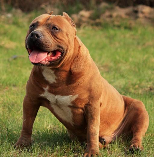 小狗喂生鸡蛋好还是熟鸡蛋好,小狗又拉又吐喂鸡蛋可以吗