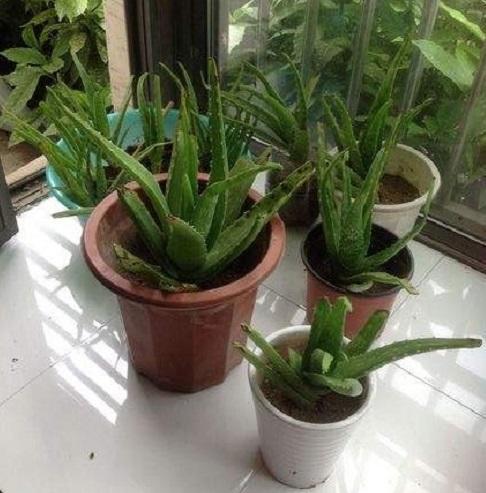 芦荟冬季发红了是什么原因,芦荟叶片发黄发黑怎么回事