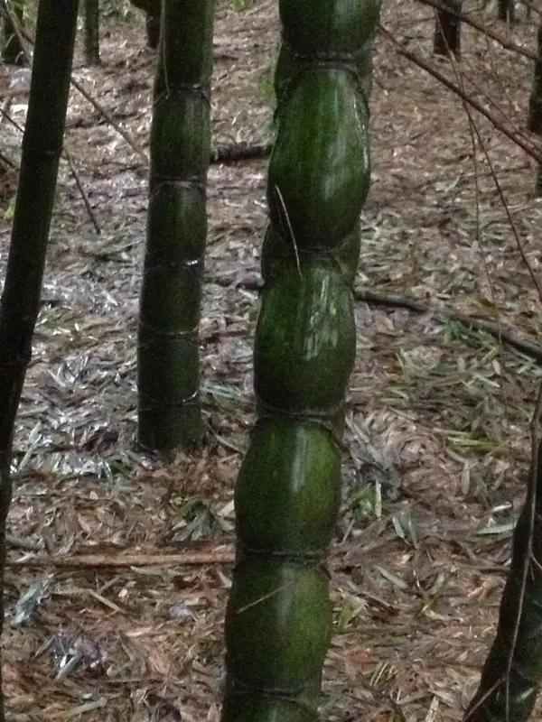 宜宾市长宁蜀南竹海,我的中国行