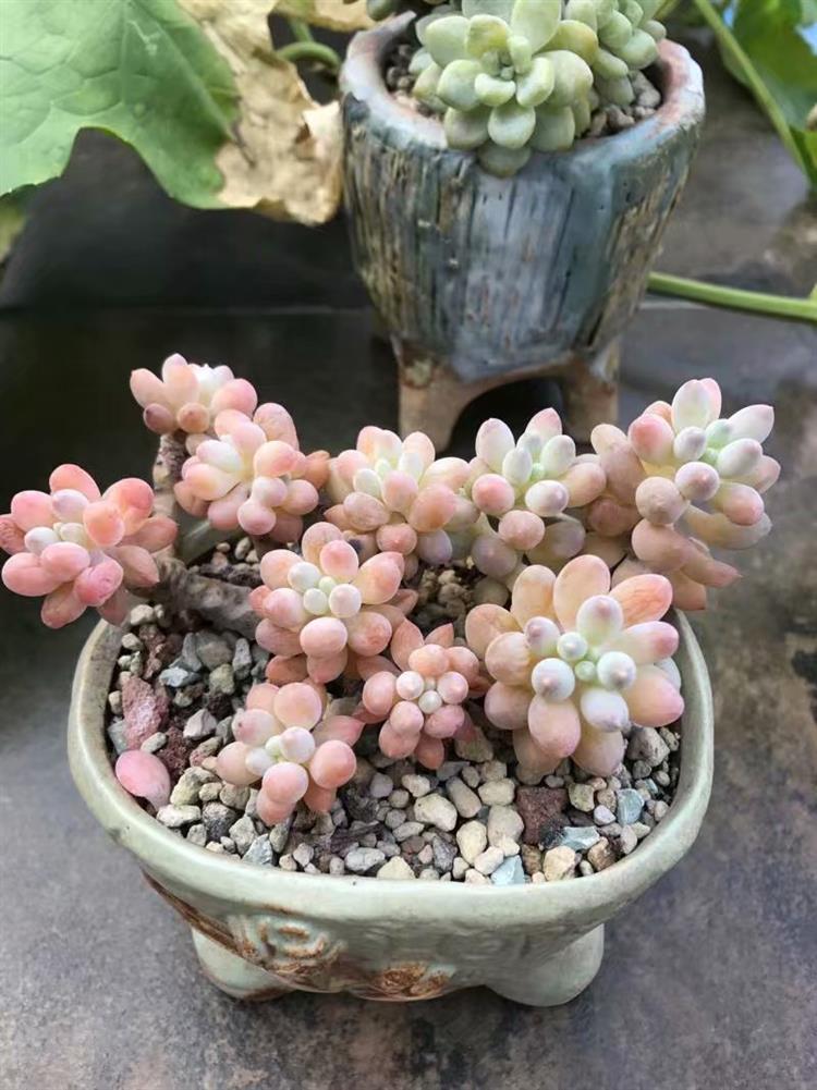 多肉植物需要悉心照料吗,多肉植物照料