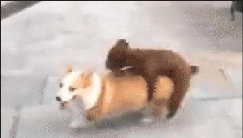 泰迪老是拱屁股怎么回事,泰迪头拱地脚刨地为什么