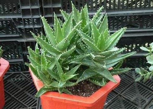 芦荟冬季发红了是什么原因,芦荟叶片发黄发黑怎么回事