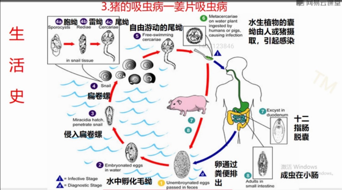 运用综合技术防控畜禽寄生虫病,动物寄生虫病防治技术教材