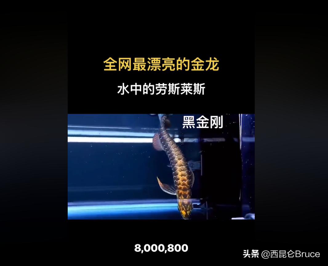 閲戦緳鍔虫柉鑾辨柉,浜旇冻閲戦緳鍔虫柉鑾辨柉