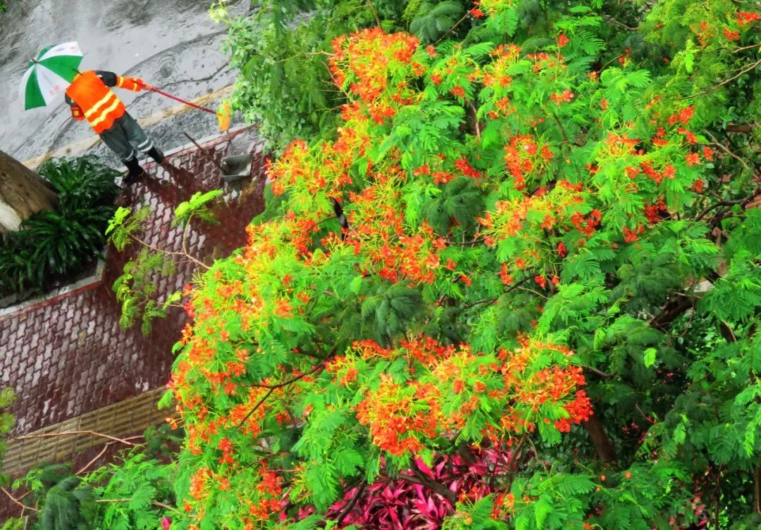 毕业季的凤凰花和栀子花,毕业季凤凰花开的时候