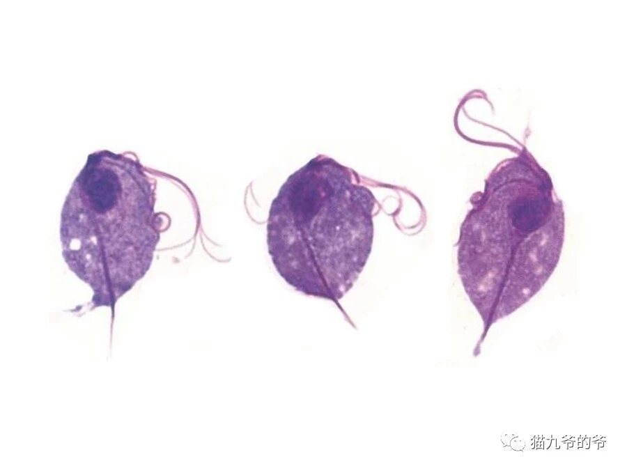 猫九爷:猫的顽固性腹泻(一)~滴虫