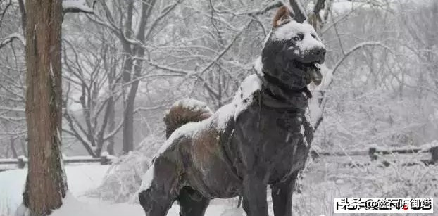 进击的哈士奇：傲立于极地的风之子