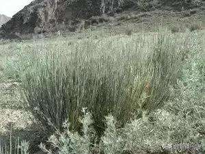 荒漠中有哪些能吃的植物,南疆常见的野生植物