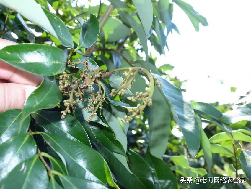 荔枝炭疽病喷什么药治疗效果好,荔枝炭疽病的最佳治疗方法