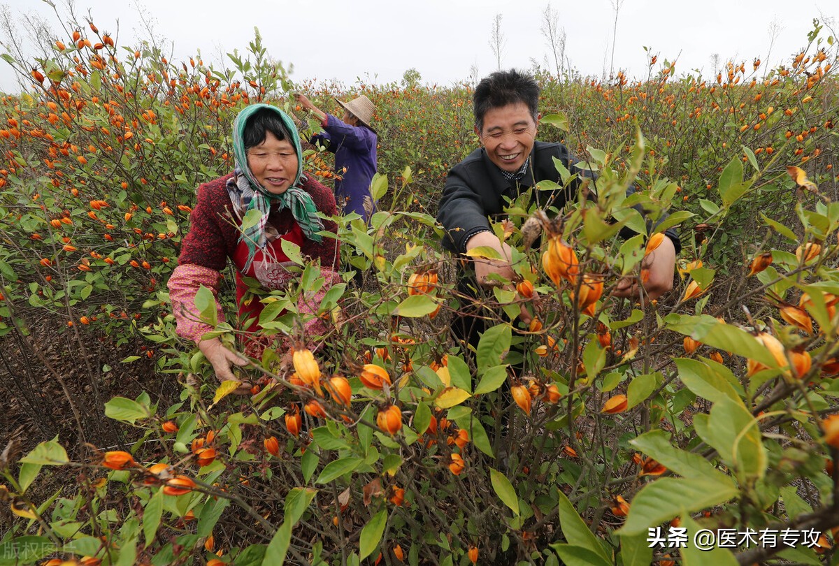 每天认识一味中药栀子,每天一味中药栀子