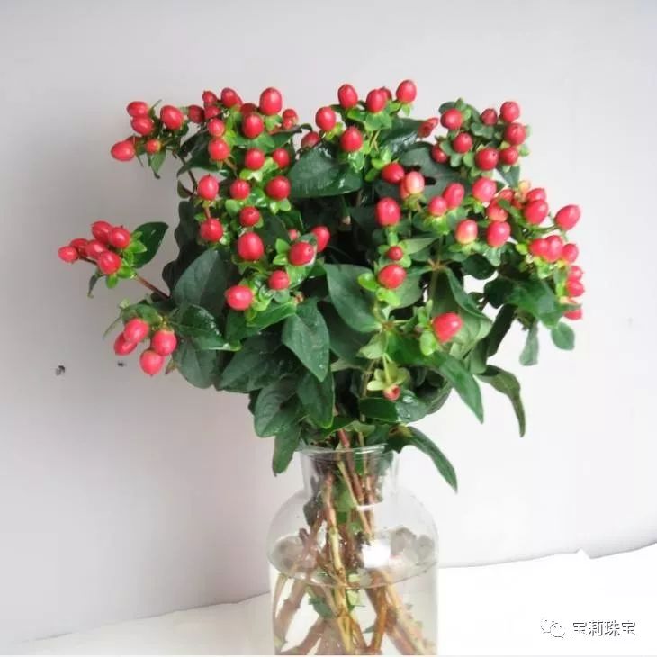 初美优选樊莉莉:相思红豆