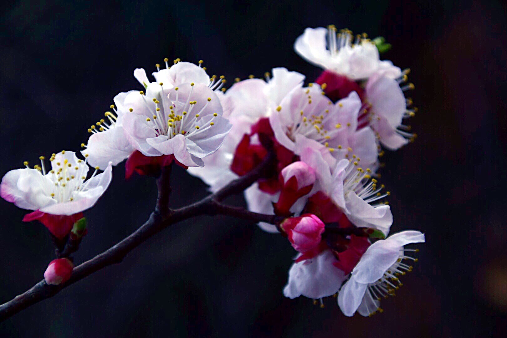 漂亮的杏花在枝头绽放,杏花盛开姹紫嫣红春意盎然