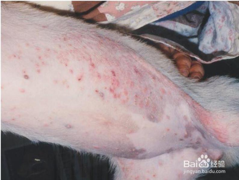 狗狗皮肤病照片及治疗方法,狗狗严重皮肤病治疗最佳方法