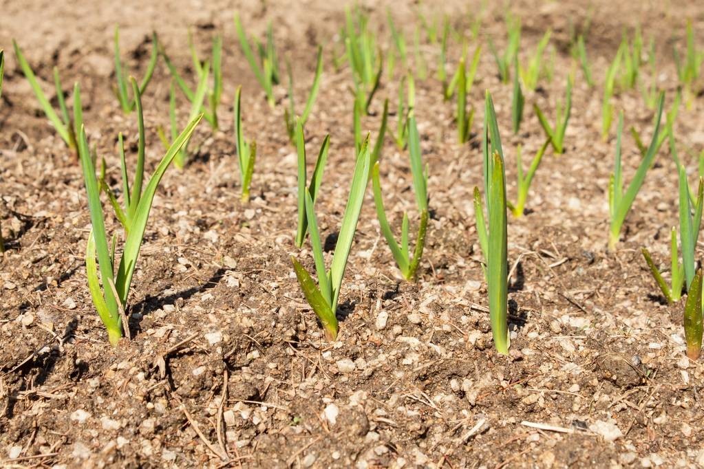 大蒜怎么种又快又简单小学生,种大蒜的最好方法小技巧