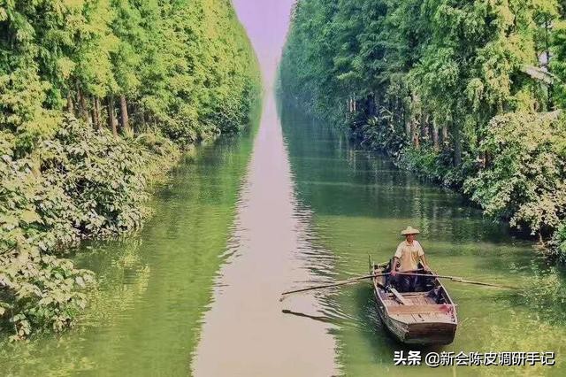 新会陈皮真实存在的核心产区,被人消灭的陈皮产业