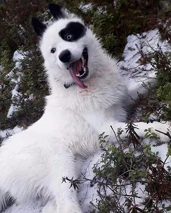 萨摩耶怀上二哈的孩子，生下来后一看狗崽的模样，就是车祸现场呀