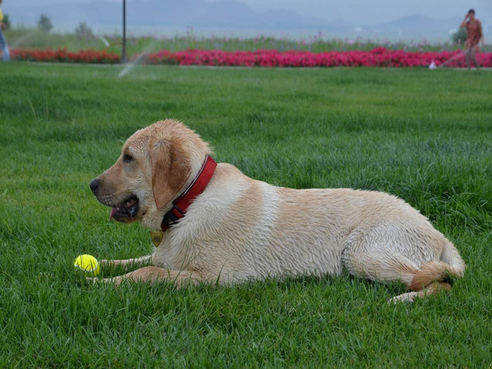 狗狗牙齿疾病怎么预防,狗狗换牙十大禁忌