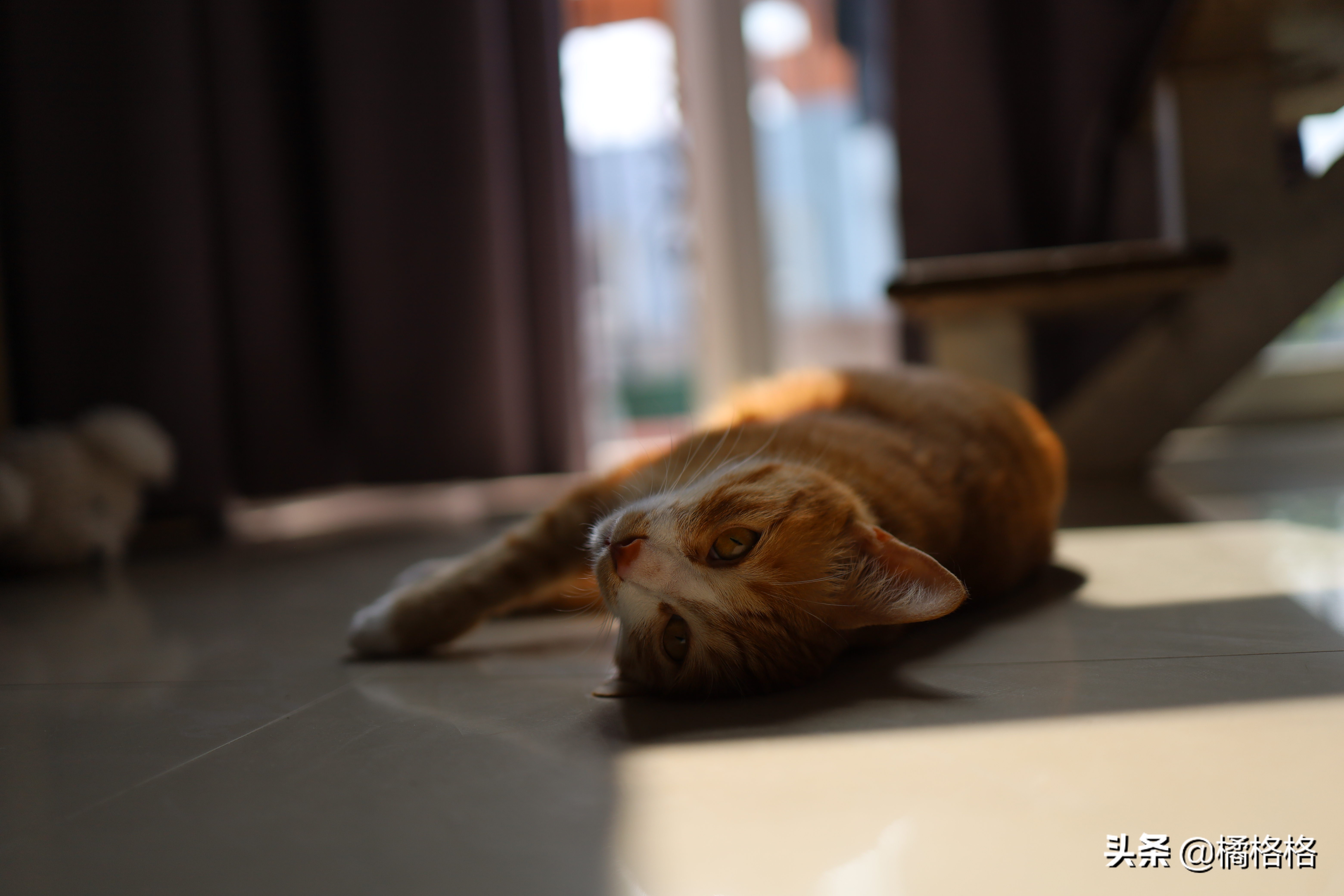 夏天给猫剃脚毛散热,夏天给猫剃毛用几毫米