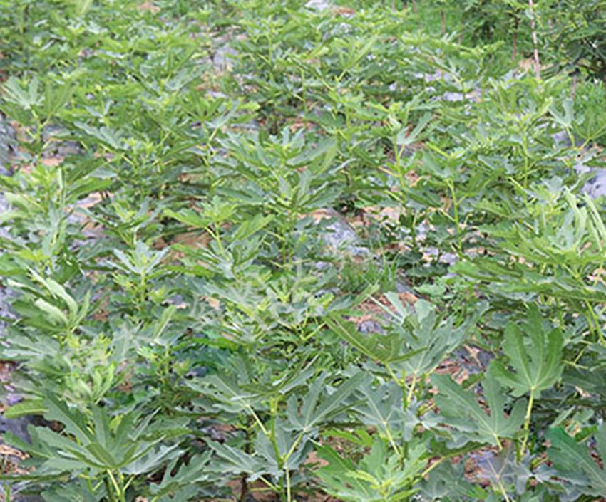 效益好的果树,什么果树经济效益最好