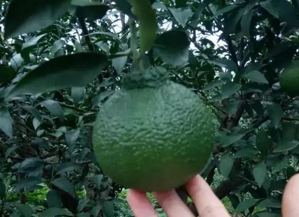 蒲江春见耙耙柑不知火丑柑,春见耙耙柑和耙耙柑有什么区别