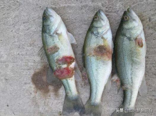 加州鲈肚子烂是什么问题,加州鲈烂身的原因和治疗方法