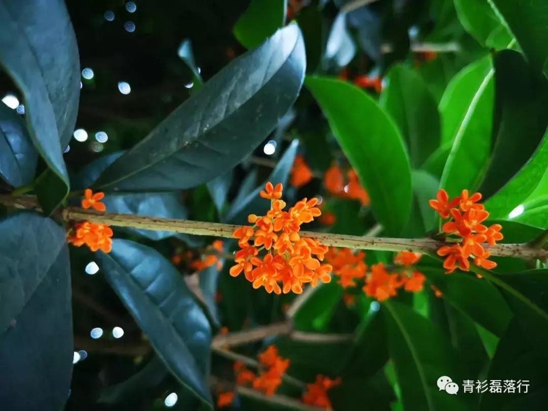 月满易园兰舟、秋莲华西钟楼：诗意生活就在身边，何须远走？