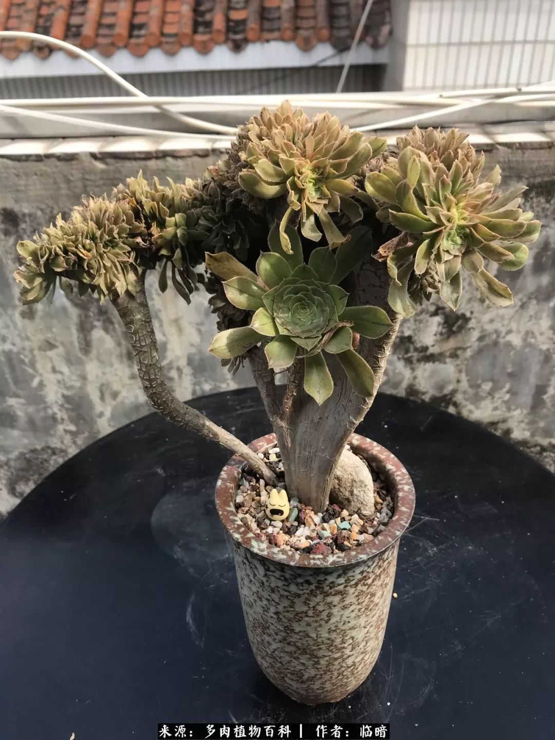 多肉带给我的感情,多肉给人们带什么作用