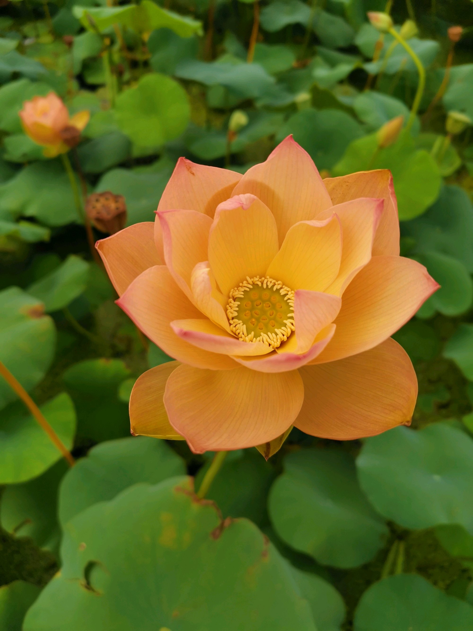 今天分享几十种荷花品种图鉴,荷花品种大全及名称图片