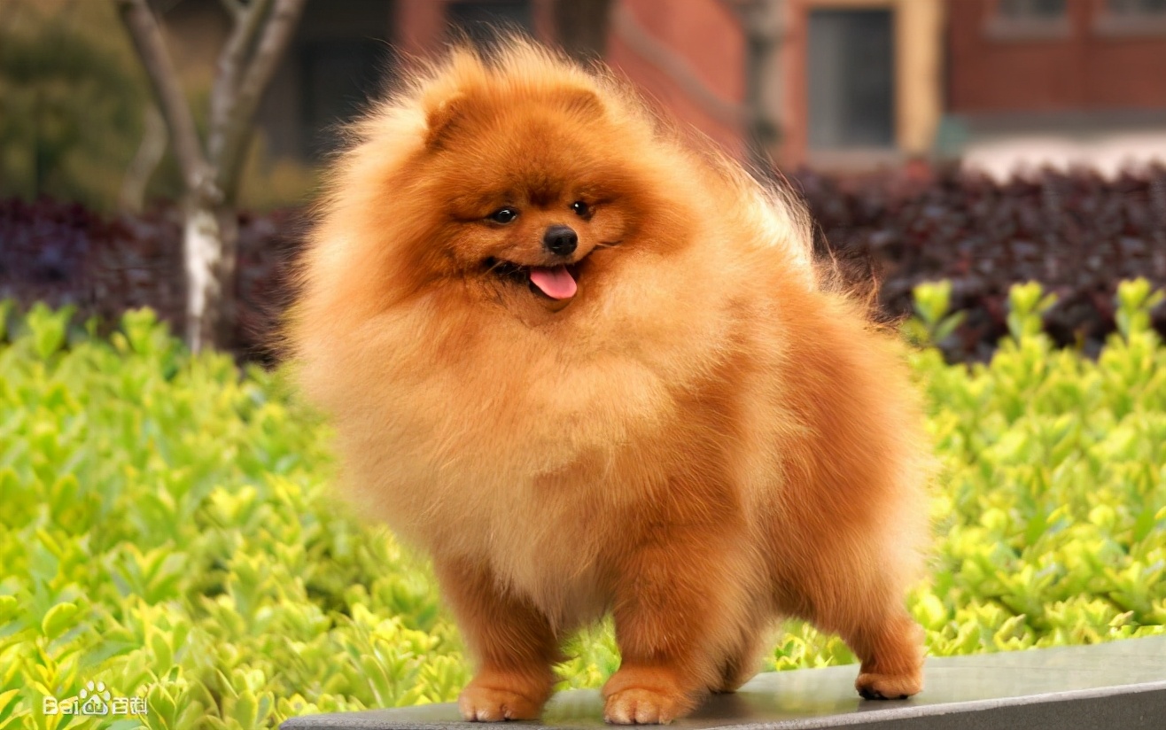 小型犬适合家养的便宜100元以下,100元以下适合学生养的宠物小型犬