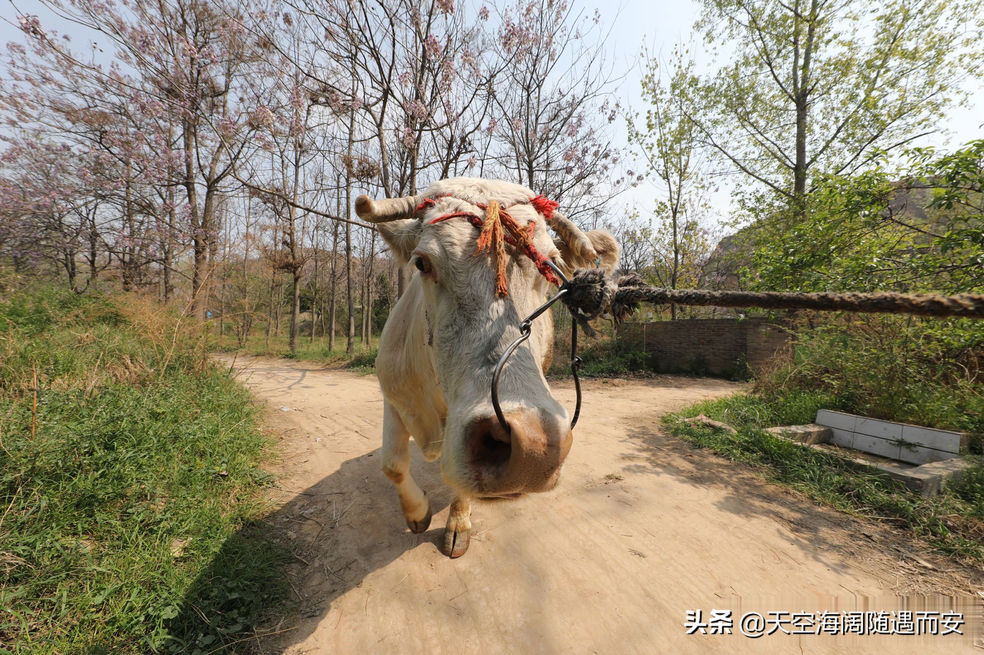 山西8旬大爷在农村做无本生意，3年净赚3万元，看他干的啥营生