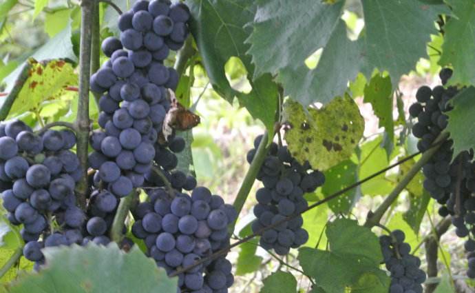 农村的野果子有哪些,农村的野果子真好吃