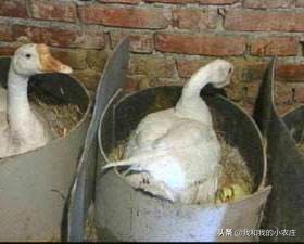 鹅产未成形蛋怎么回事,鹅产蛋期掉蛋包什么原因