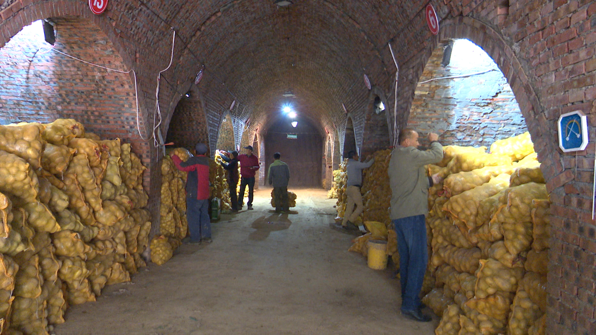 娄烦特产山药疙瘩,太原娄烦种植