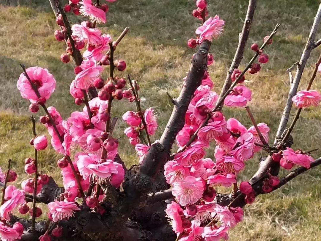 上海花桥街拍,武穴花桥街拍