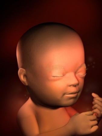 胎儿发育全过程标本,是否能看到胎儿的发育过程