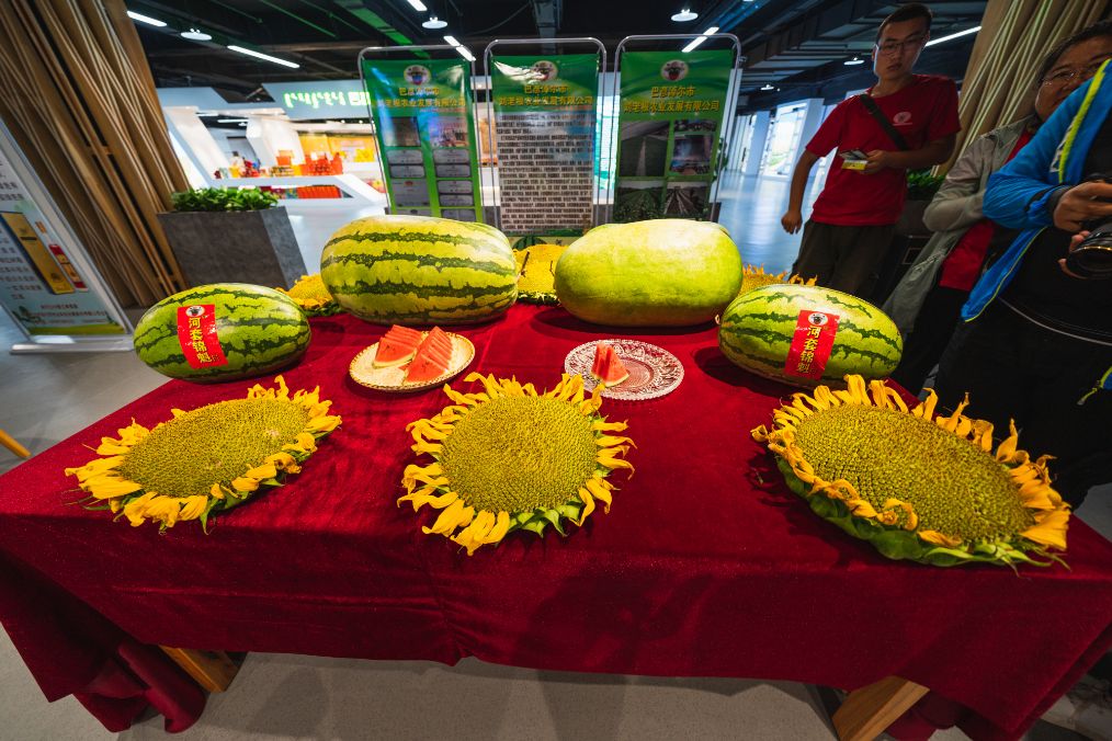 她是滔滔千里黄河的宠儿,阴山之下、河套之上的掌上明珠