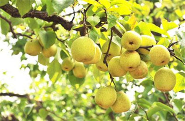 梨树病虫害防治有哪些方法,梨树的病虫防治方法有哪些