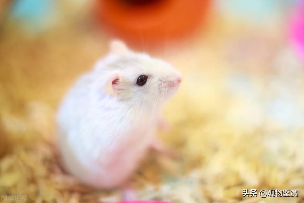 仓鼠垫料都能用哪些,垫料干草仓鼠