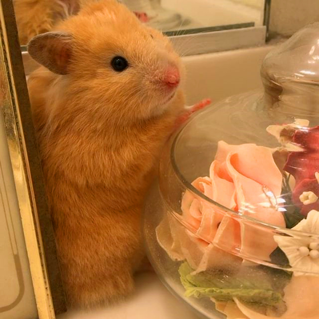 仓鼠受邀和主人共进晚餐，在美食面前，鼠鼠吃相真的不好看