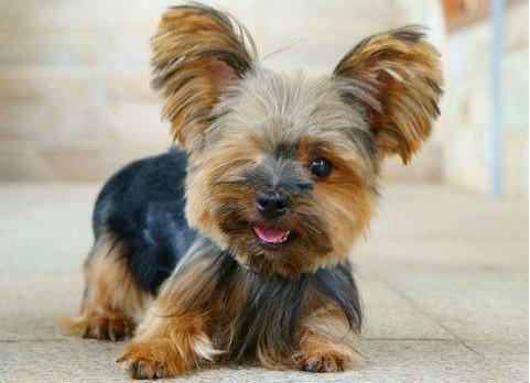 约克夏好养吗饲养约克夏正确方法,饲养狗狗的5大误区