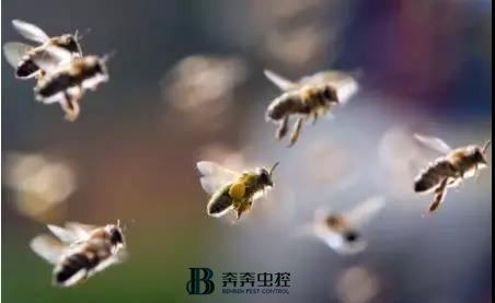 被马蜂叮了如何处理,被巨型马蜂叮了怎么办