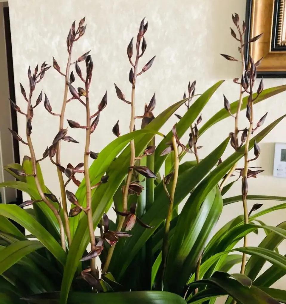 适合家养的兰花多少钱,适合家养的兰花品种图片